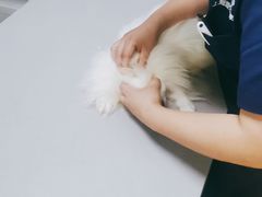 -爱侣宠医·鹦鹉专科·小型哺乳类·异宠专科(灵石路店)