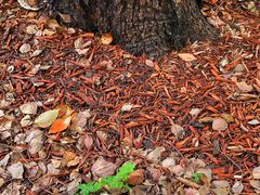 -徐家汇源景区-衡山公园