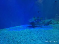 -华夏文旅海洋公园