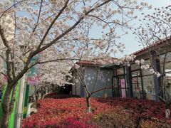 -高东镇樱花园