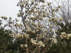 -南海子公园