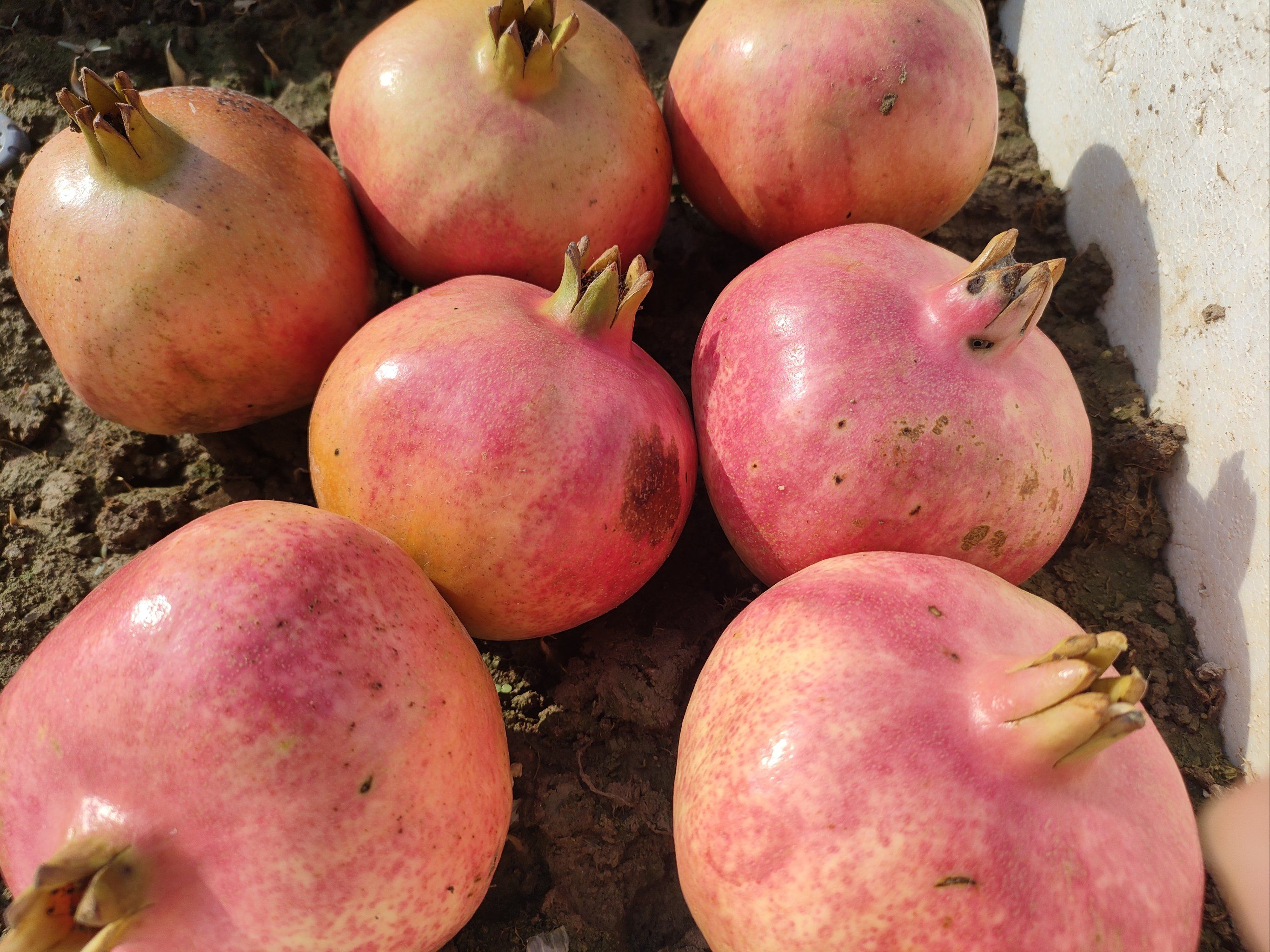 甜蜜的果实,美味的午后