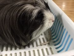 -藦茜花园宠物主题亲子互动体验馆(国顺东路店)