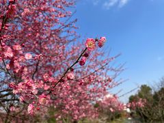 -花开海上生态园