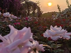 -贡湖湾湿地公园