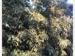 -北京动物园-畅观楼