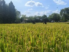 -溱湖国家湿地公园