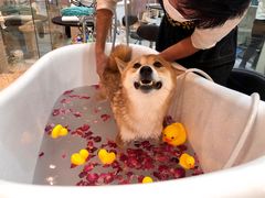-momokira米努特·德文卷毛猫·棉花面纱犬