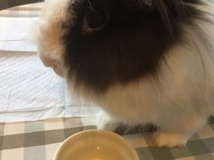 -藦茜花园宠物主题亲子互动体验馆(国顺东路店)