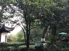 -十八棵（老龙井）御茶园(老龙井店)