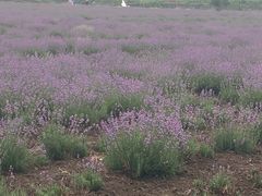 -曲江薰衣草庄园