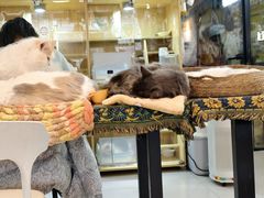 -平行世界·猫咖(首经贸店)