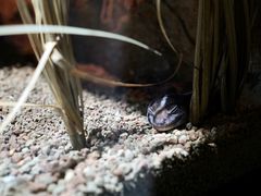 -帕帕拉兹宠物(亚洲旗舰店)