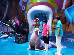 -烟台海昌鲸鲨海洋公园