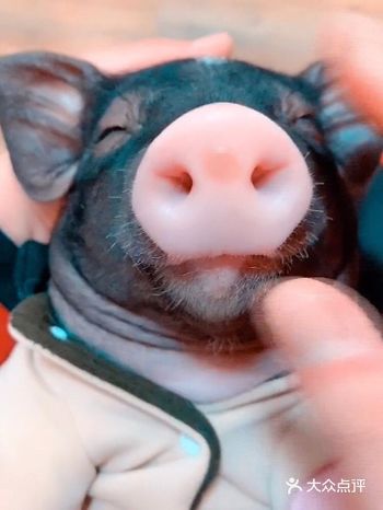 这个是二师兄的儿子——二师弟