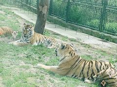 -上海野生动物园