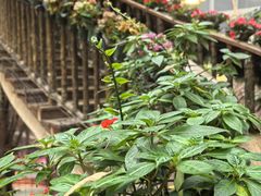 -正佳雨林生态植物园