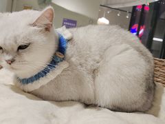 -怪兽屋·羊驼·猫咖·狗咖(俊华广场店)