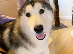 -Husky Go! 哈士奇体验馆·宠物咖啡厅狗咖