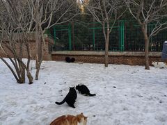 -北京西山国家森林公园