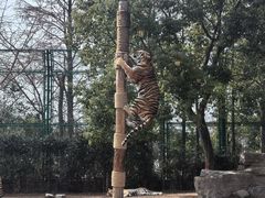 -上海野生动物园老虎餐厅