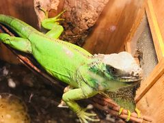 -Rabbit Cafe私房西餐甜点咖啡(栖霞路店)