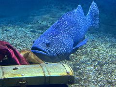 -秦皇岛乐岛海洋王国