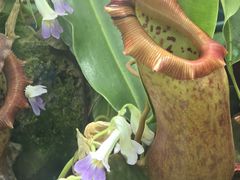 -国家植物园南园