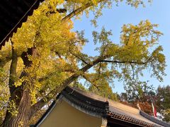 -灵谷景区