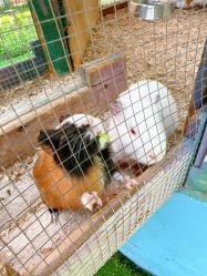 -萌宠亲子动物乐园(槐房万达店)