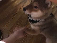 -柴务处·柴犬主题狗咖