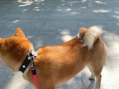 -FAELING PETS美天灵宠物(富力广场店)