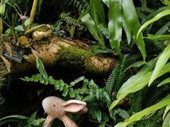 -深圳仙湖植物园