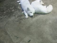 -芜湖新华联大白鲸海洋公园