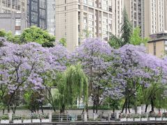 -成都市活水公园