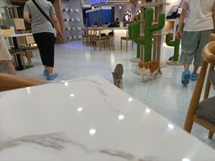 -喵园·猫主题咖啡厅·撸猫·猫咖(国贸店)