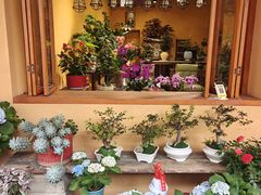 -溪岸路花鸟市场