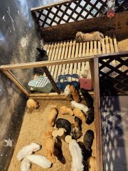 -酷嗒动物文化乐园(cutezoo西溪乐天城店)