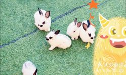 -萌宠亲子动物乐园(槐房万达店)