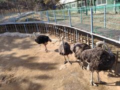 -西霞口神雕山野生动物世界