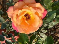 -人民公园(罗湖区)