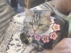 -平行世界·猫咖(首经贸店)