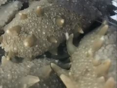-棒棰岛辽参(长宁旗舰店)