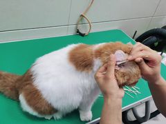-北京观赏动物医院·24小时大型综合·猫专科·异宠专科