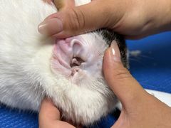 -博特宠物医院24h犬猫全科.骨科·异宠