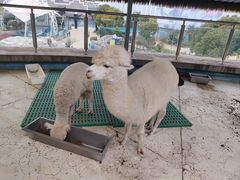 -芜湖新华联大白鲸海洋公园