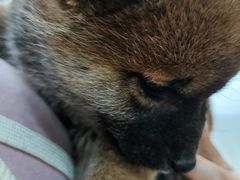 -惠康宠物医院(华能路店)