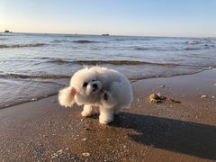 -蓝珊甄选海鲜自助·火锅大排档(近阿那亚店)