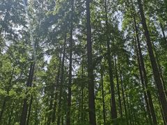 -黄海国家森林公园