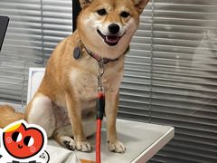 -伟伟宠物医院·CT影像中心·瑞派犬猫综合性门诊(汉口总院)